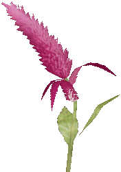 Amaranthus Cruentus