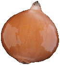 Allium Cepa