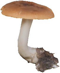 白桩菇