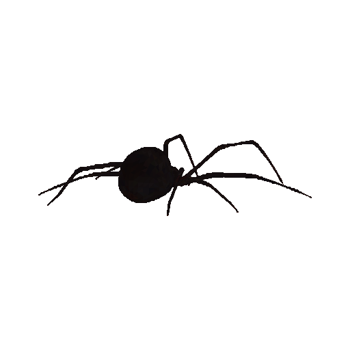 Orb Weaver